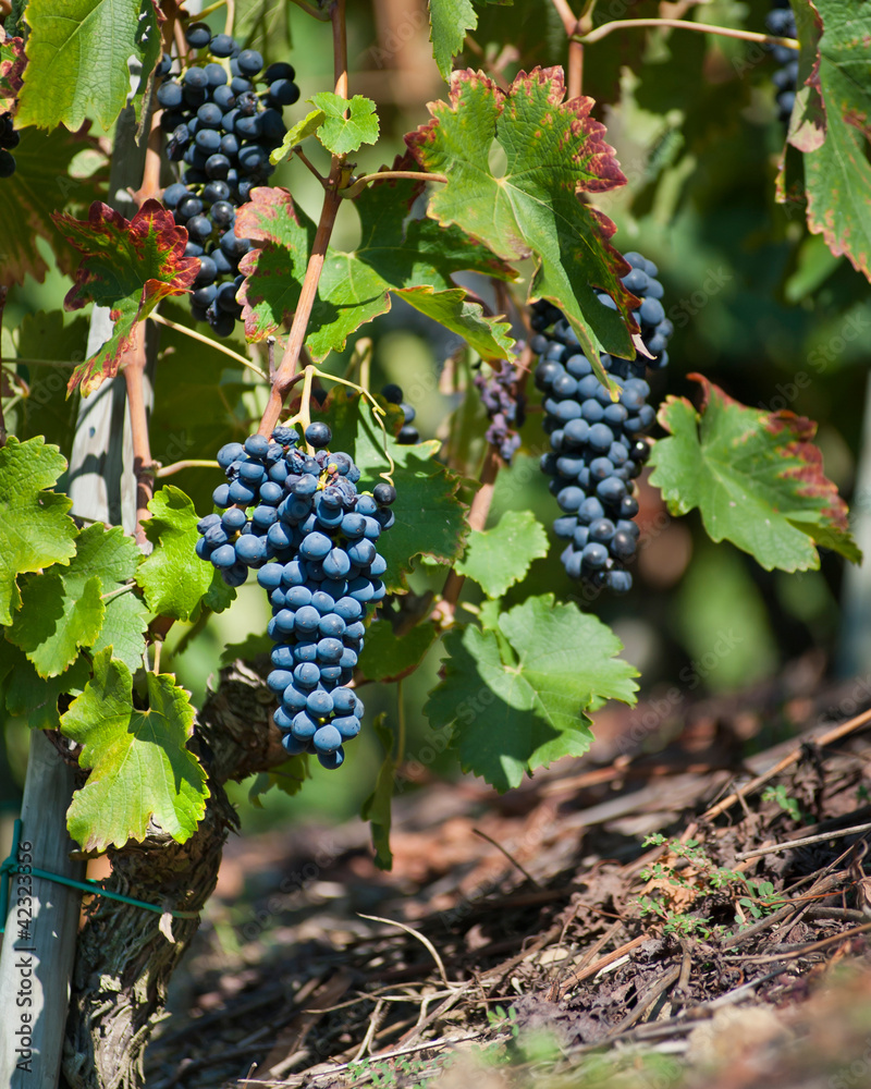 Ted Wine Grapes for Harvest