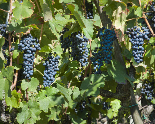 Ted Wine Grapes for Harvest