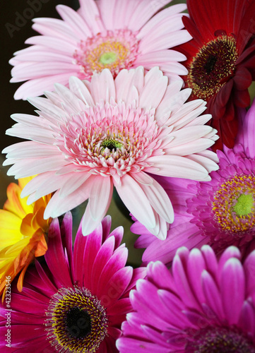 Pink African daisies