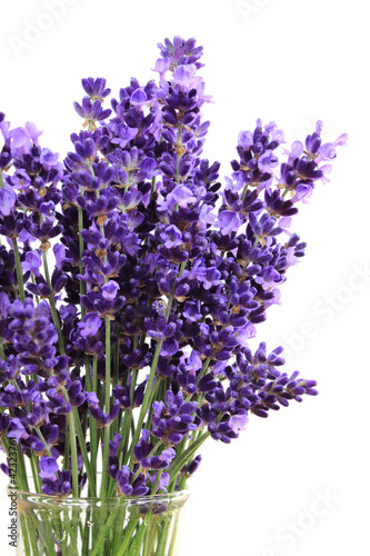 Fototapeta Naklejka Na Ścianę i Meble -  Lavender