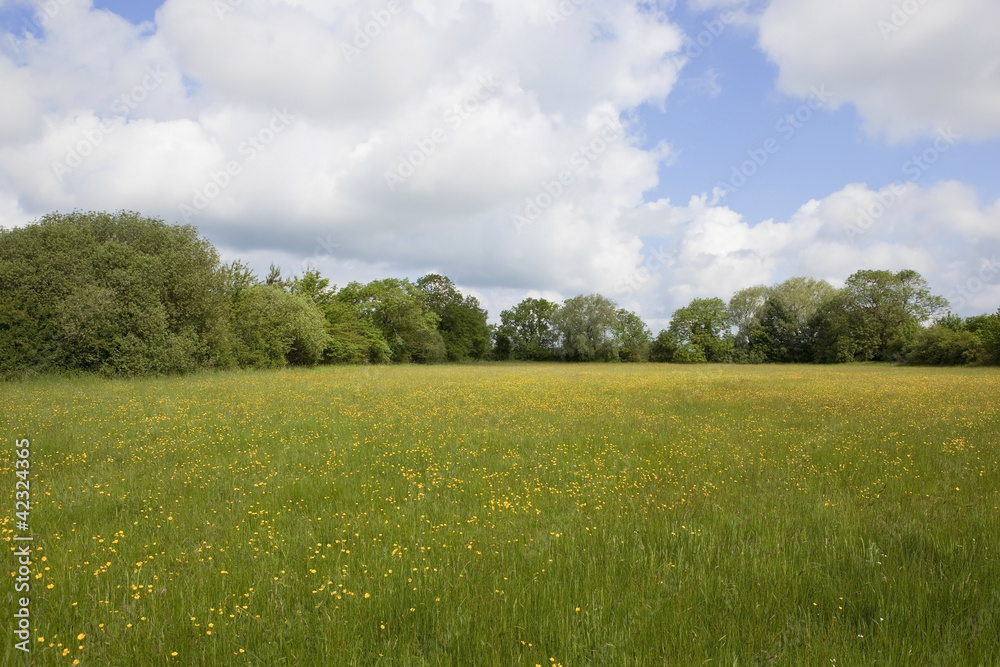 english wildflower pasture