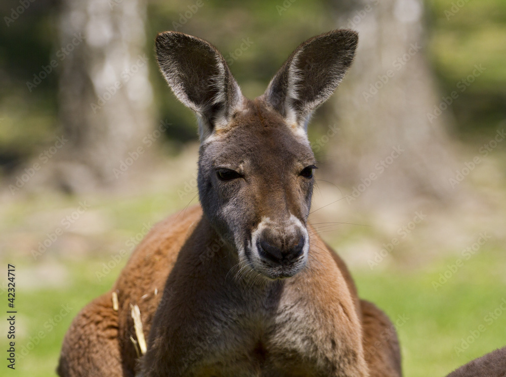 kangaroo red, Macropus rufus