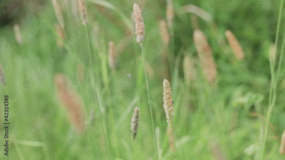 Fresh green grass waves on a wind. Fresh green grass waves on a wind.