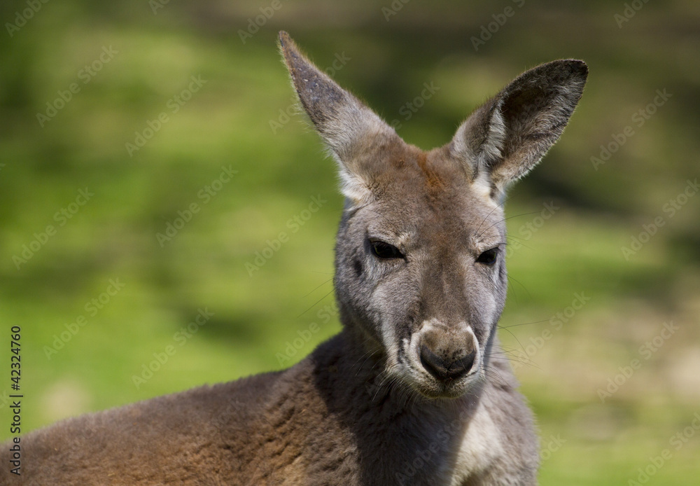 kangaroo red, Macropus rufus