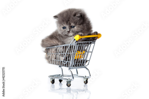 cat with shopping cart isolated on white. kitten osolated photo