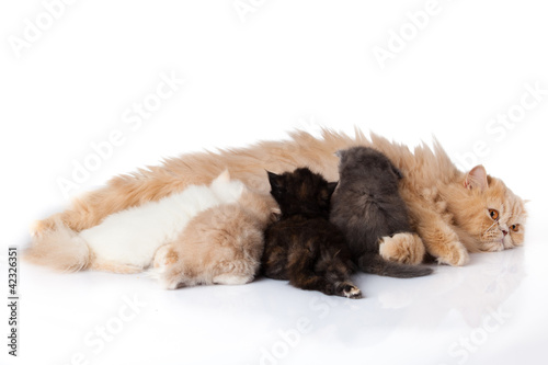 Cat nursing her kittens.The cat feeds a kittens. © EwaStudio