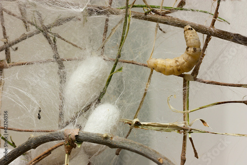 Bilde på lerret cocoons and silkworm