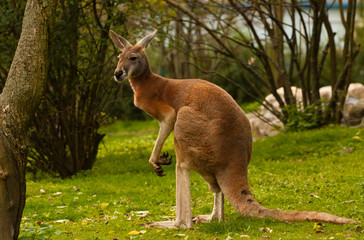 Wandcirkels Kangoeroe Rode kangoeroe Macropus rufus in natuur  © dalibor