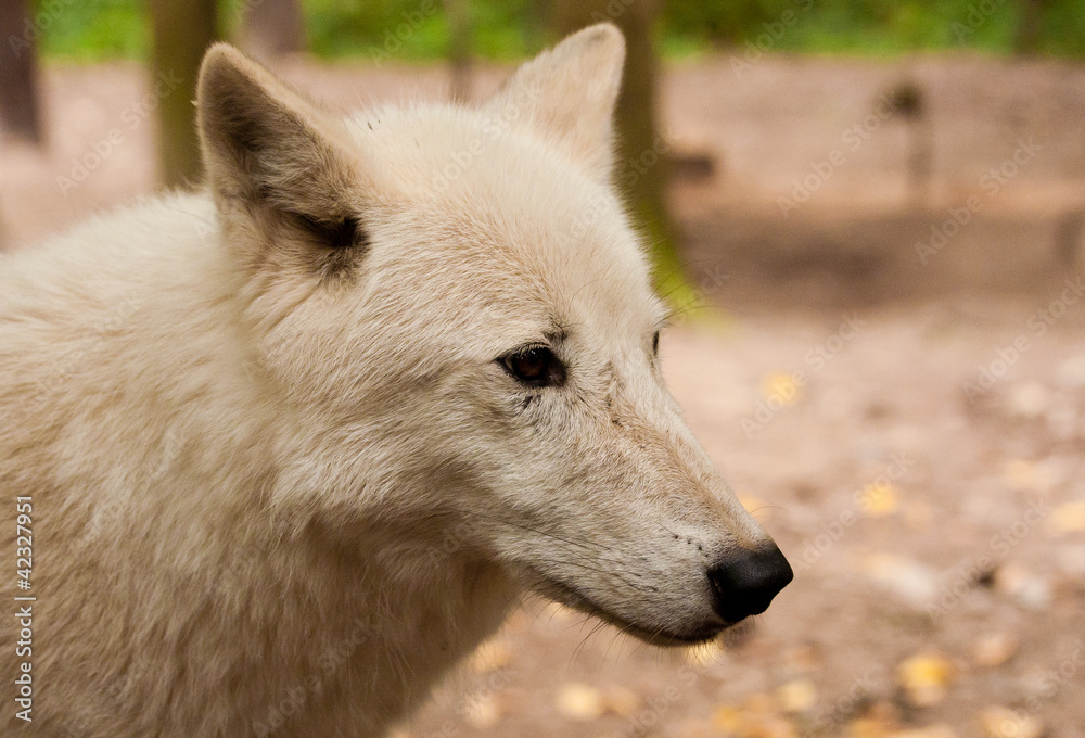 close-up wolf
