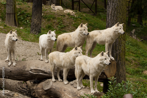 group of wolves