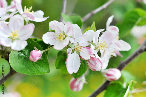 Apple tree blooming