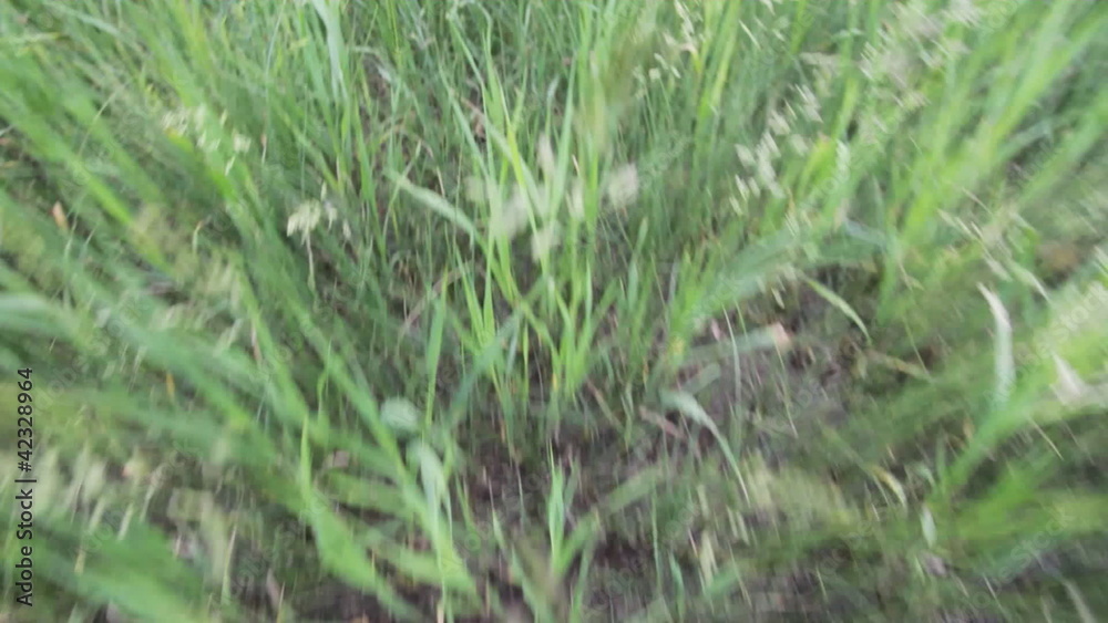 Flying low over green grass. Flying low over green grass.
