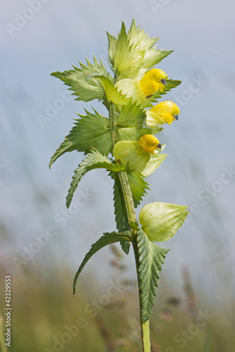 The yellow flower of European yellow rattle (Rhinanthus major) photo