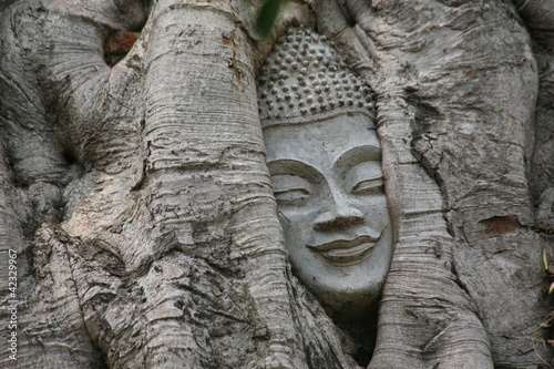 Buddhakopf in Baum eingewachsen