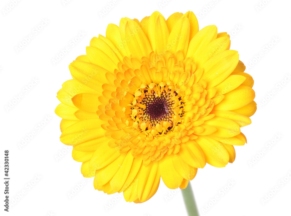 gerbera