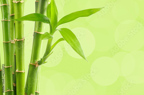Fototapeta Naklejka Na Ścianę i Meble -  Bamboo background