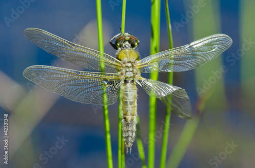 Photos Dragon fly