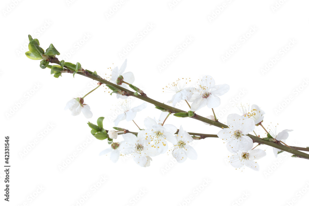 beautiful cherry blossom isolated on white beautiful cherry blossom isolated on white