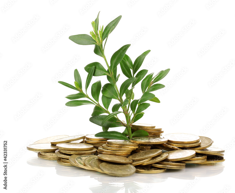 Golden coins and plant isolated on white Golden coins and plant isolated on white