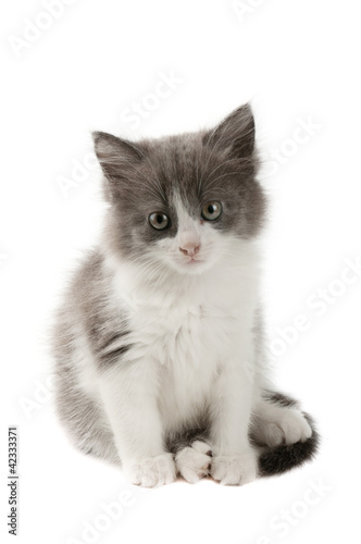 Grey and white kitten © Roxana