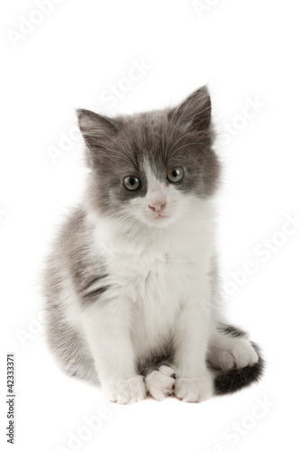 Grey and white kitten