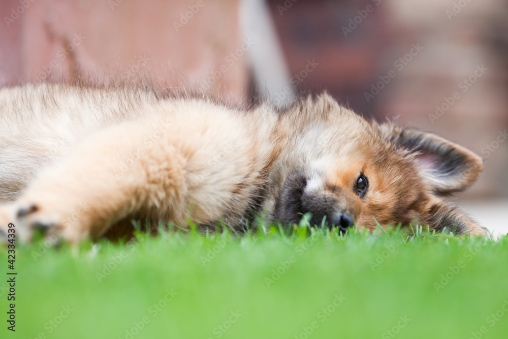 Elo Welpe liegt träge im Garten Elo Welpe liegt träge im Garten