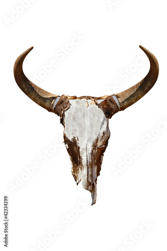 Cattle skull © lucato