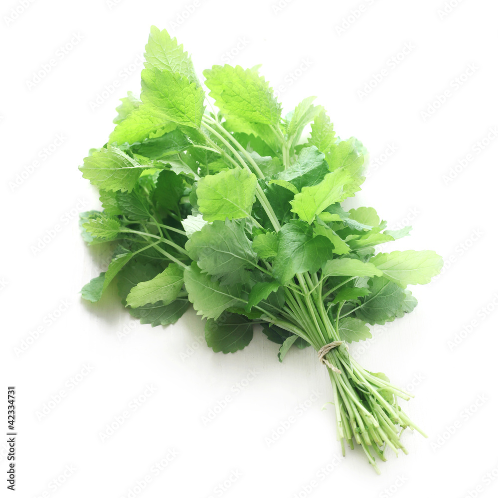 Fototapeta premium Lemon Balm