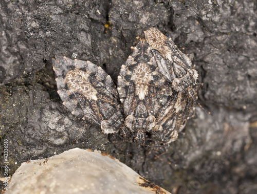 Mating hemipterons on burnt bark  macro photo