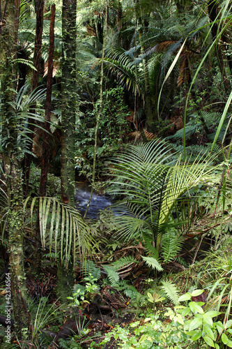 Tropical jungle forest