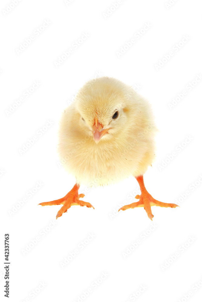 Obraz premium little yellow chicken