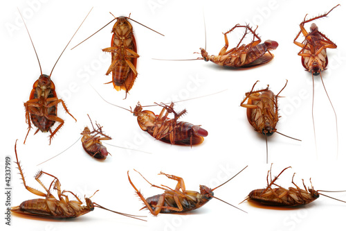 Cockroach © antpkr