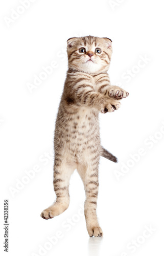Funny playful kitten is dancing. Isolated on white background