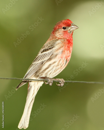 Male House Finch Perched on a Wire - Ontario, Canada © Brian Lasenby