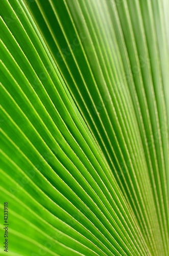 green leaf texture © happycreator