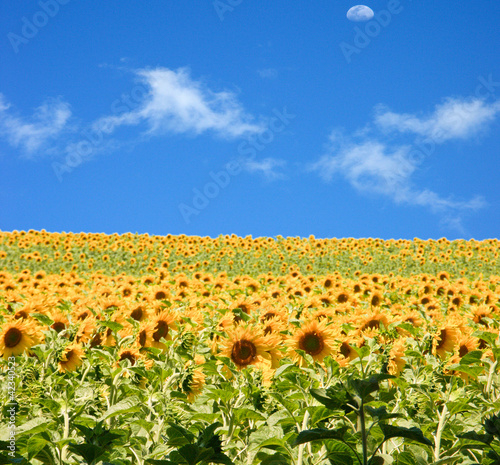 champ de tournesols