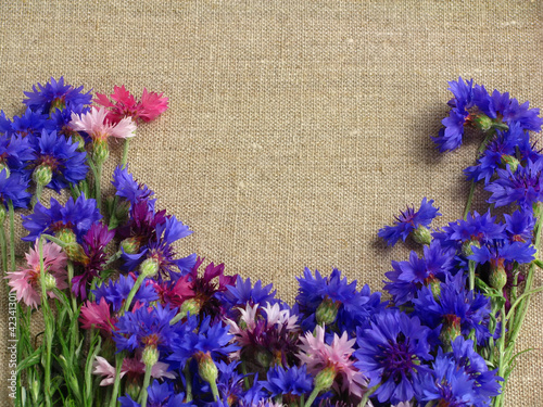 Canvastavla Cornflowers, wild flowers. Centaurea.