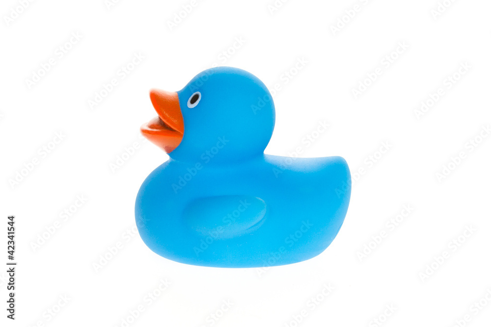 Blue duck isolated