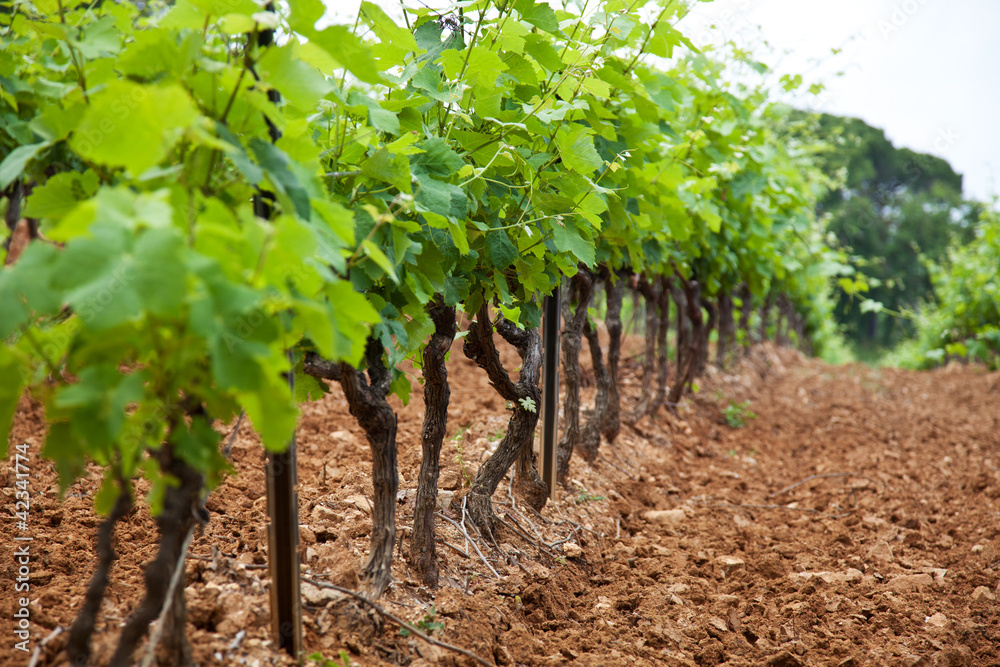 Weinanbau an der Côte d'Azur