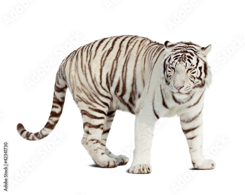white tiger. Isolated  over white