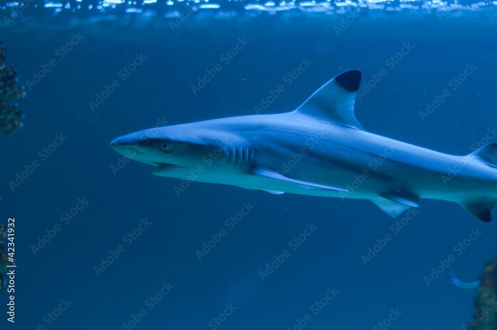 Fototapeta premium Shark