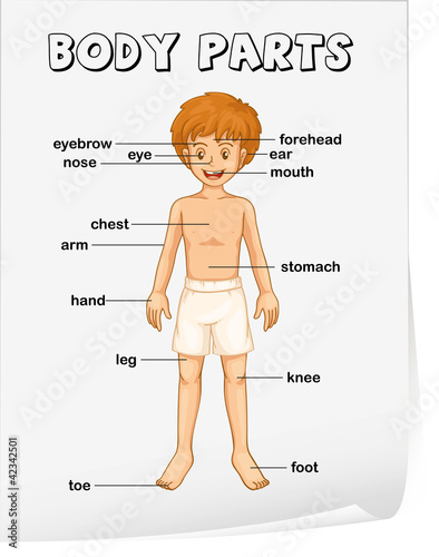 Body parts