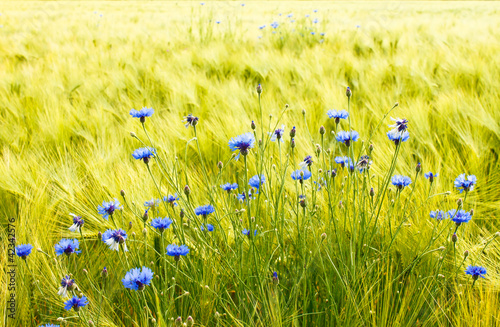 sonniges Getreidefeld mit Kornblumen photo