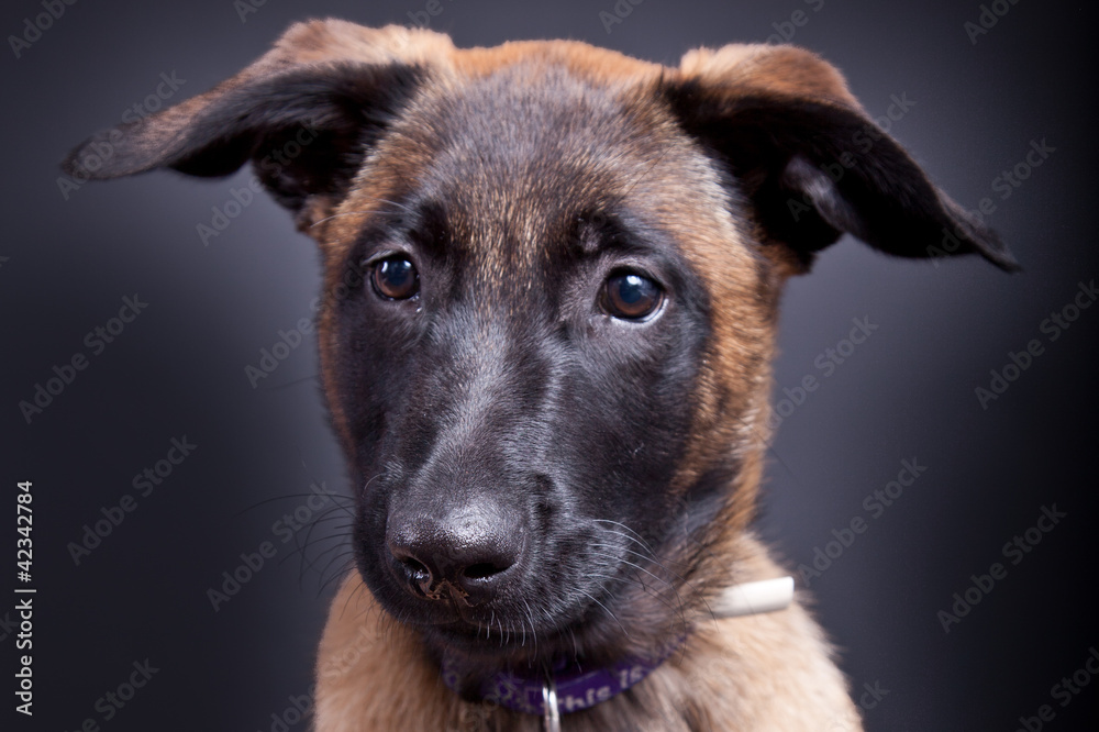 Malinois Welpe landscape Porträt Malinois Welpe landscape Porträt