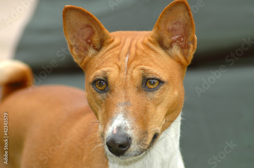 Basenji dog portrait