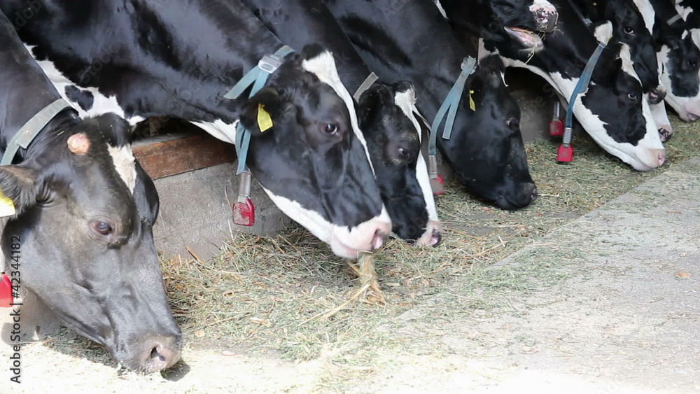 Dairy Cows In A Row Feeding On Hay Dairy Cows In A Row Feeding On Hay