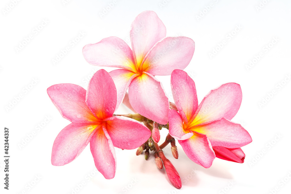 Naklejka premium Kwiat frangipani na białym tle