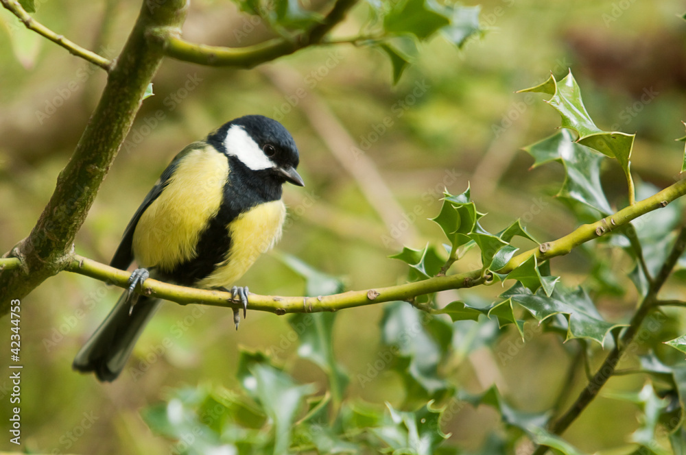 great tit on branch 9738