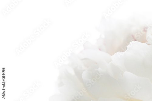 Fototapeta Naklejka Na Ścianę i Meble -  white peony