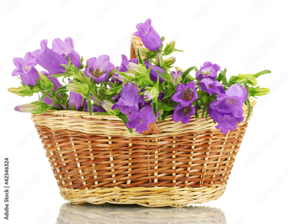 blue bell flowers in basket isolated on white blue bell flowers in basket isolated on white